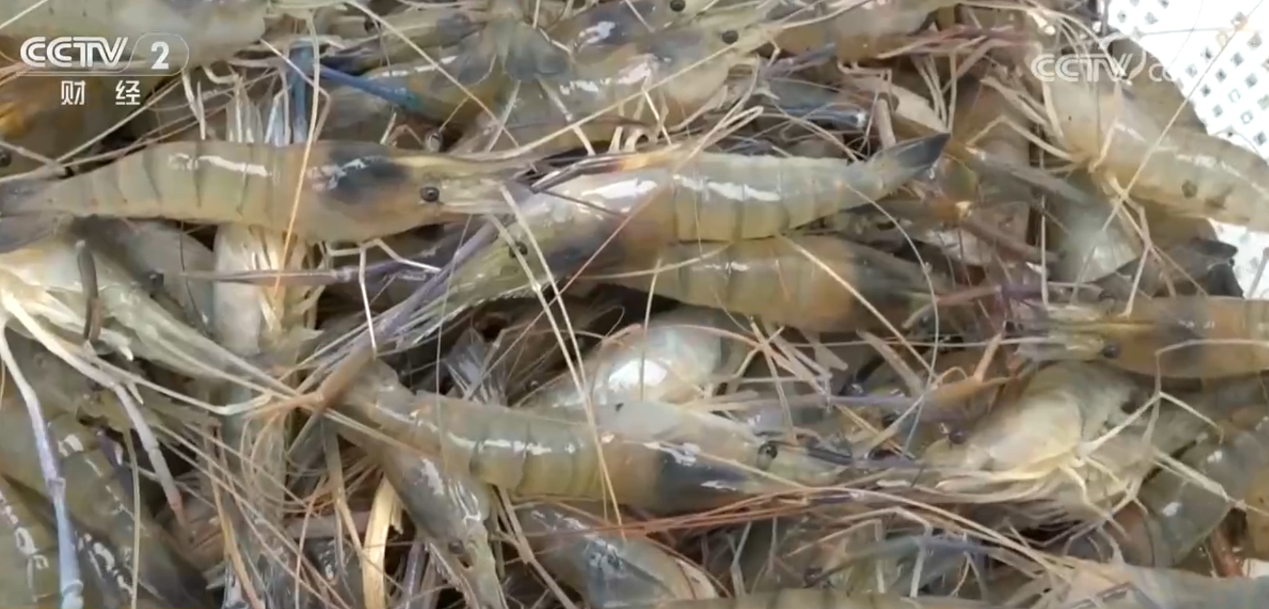 杏彩体育稻熟虾肥、果园飘香金秋时节各地“硕果累累”迎来好“丰”光(图2)