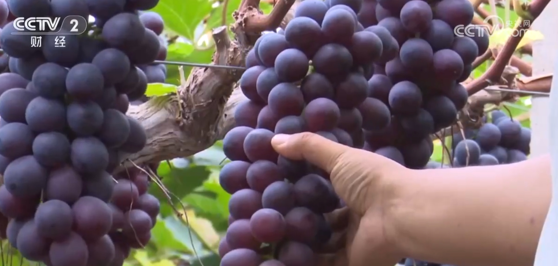 杏彩体育稻熟虾肥、果园飘香金秋时节各地“硕果累累”迎来好“丰”光(图6)