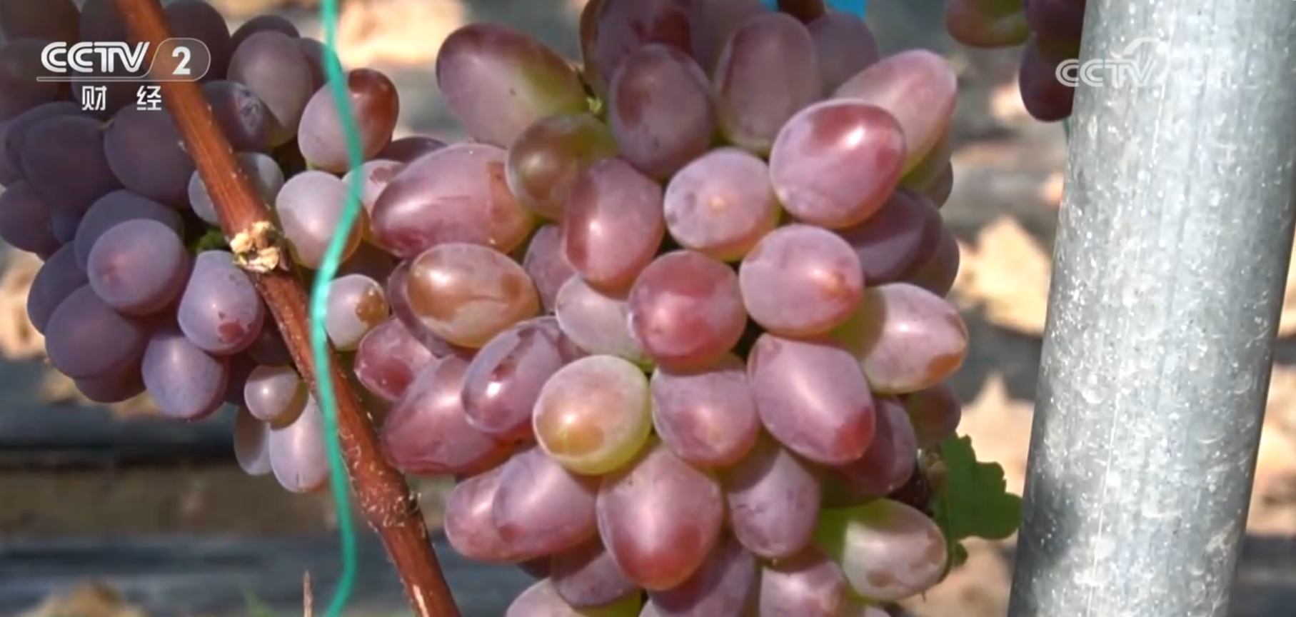 杏彩体育稻熟虾肥、果园飘香金秋时节各地“硕果累累”迎来好“丰”光(图7)