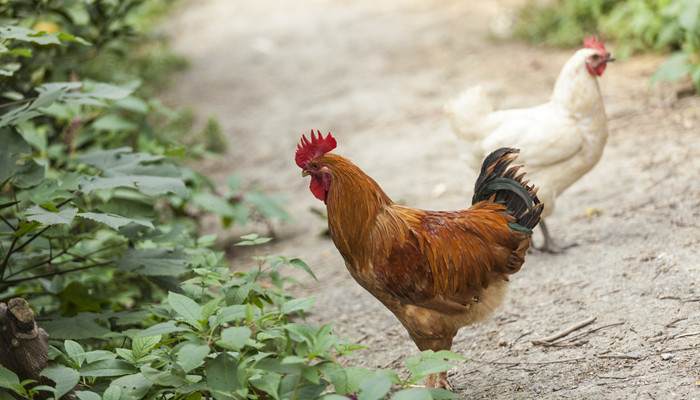 杏彩体育平台家畜家禽包括哪些动物家畜家禽有哪些(图2)