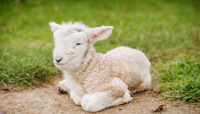 杏彩体育平台家畜家禽包括哪些动物家畜家禽有哪些(图3)