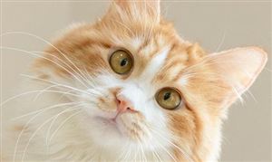 杏彩体育平台2024水产养殖行业方向展望:海鲜陆养成为水产养殖未来发展趋势(图13)