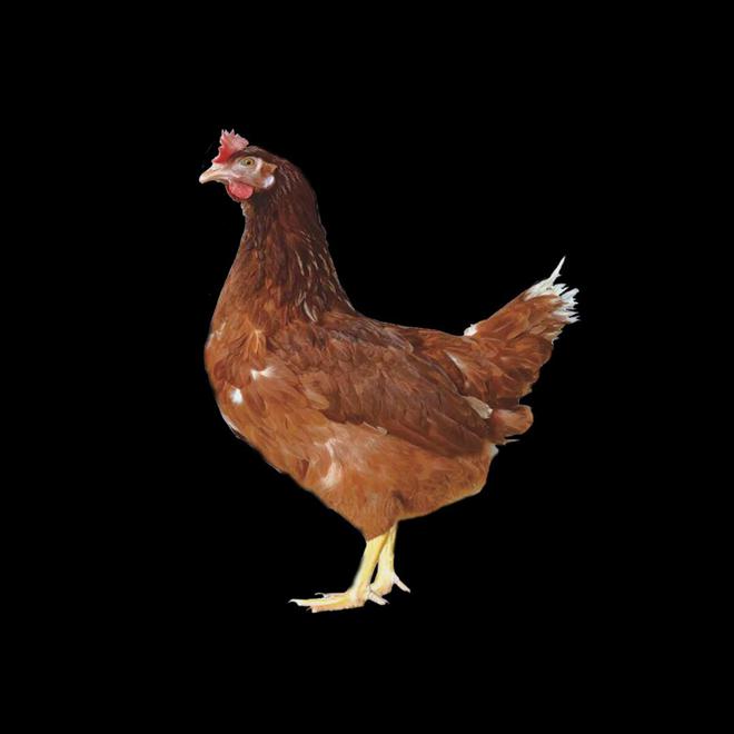 农业农村部：大午金凤、京粉6号为2024年两大农业主导蛋鸡品种(图2)