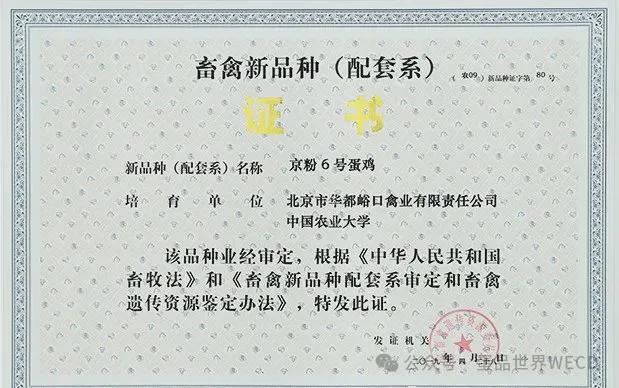 农业农村部：大午金凤、京粉6号为2024年两大农业主导蛋鸡品种(图4)