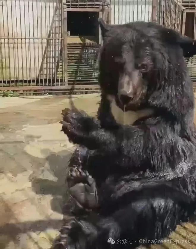 百年未遇的山洪过后黑熊为何选择下山？知识科普(图2)