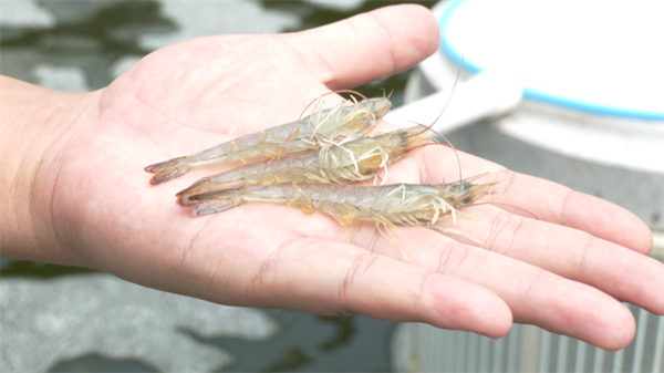 杏彩体育平台海洋生态养殖让南美白对虾深山“安家”(图1)