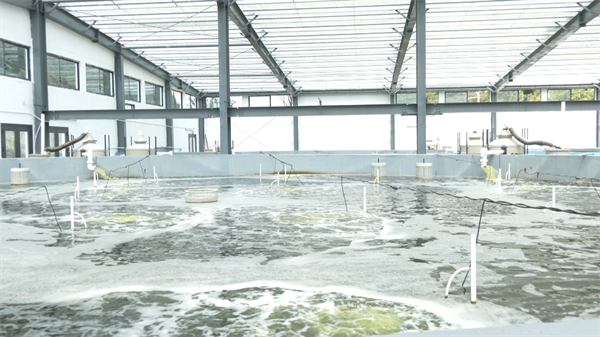 杏彩体育平台海洋生态养殖让南美白对虾深山“安家”(图5)