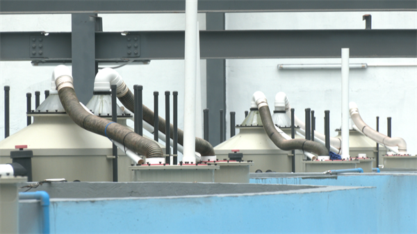 杏彩体育平台海洋生态养殖让南美白对虾深山“安家”(图3)