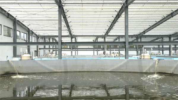 杏彩体育平台海洋生态养殖让南美白对虾深山“安家”(图4)