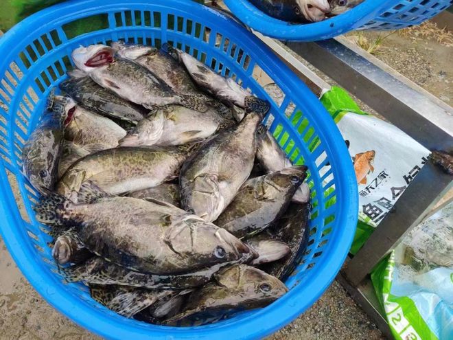 90%杏彩体育平台养殖户惨亏一年已过!2024养什么能一塘鱼赚百万?这些品种值得期待(图2)