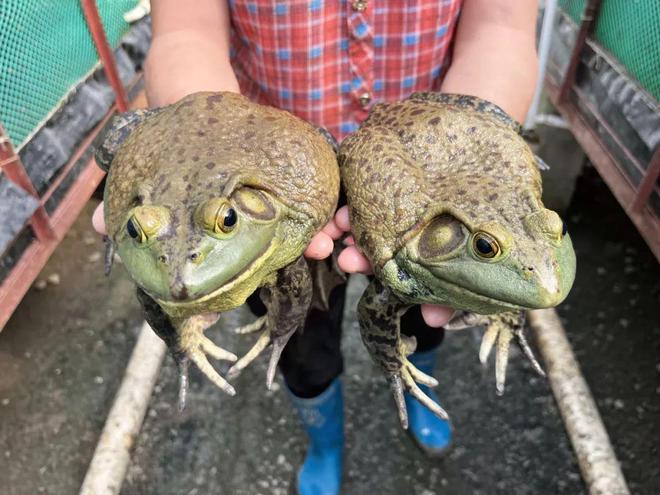 90%杏彩体育平台养殖户惨亏一年已过!2024养什么能一塘鱼赚百万?这些品种值得期待(图1)