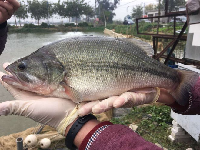 90%杏彩体育平台养殖户惨亏一年已过!2024养什么能一塘鱼赚百万?这些品种值得期待(图6)