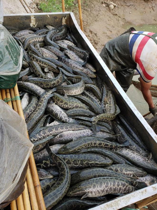 90%杏彩体育平台养殖户惨亏一年已过!2024养什么能一塘鱼赚百万?这些品种值得期待(图4)