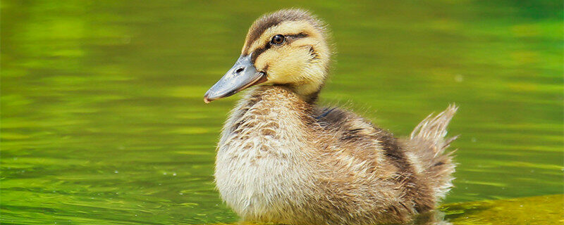 生态养殖模式有哪些(图1)