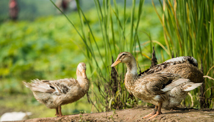 生态养殖模式有哪些(图2)