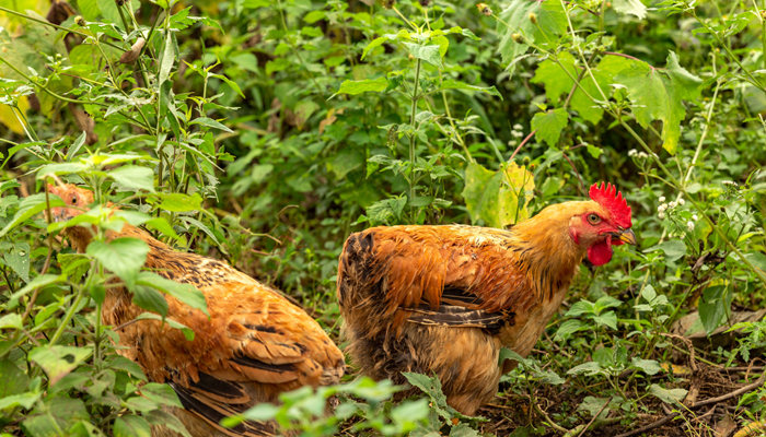 生态养殖模式有哪些(图3)
