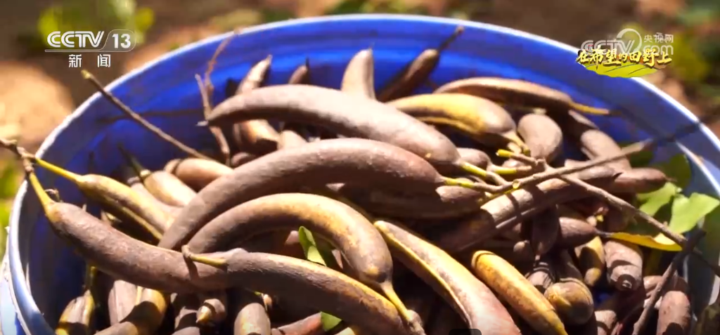 各地特色农产品产销两旺映出金秋好“丰”光(图4)