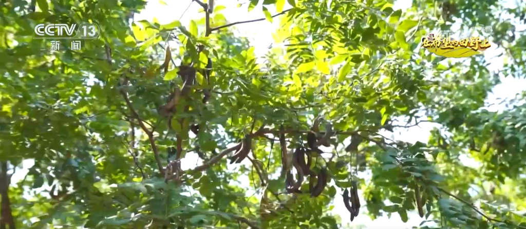 各地特色农产品产销两旺映出金秋好“丰”光(图3)