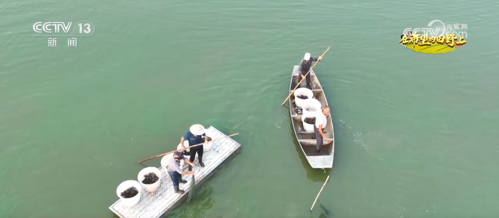 各地特色农产品产销两旺映出金秋好“丰”光(图6)