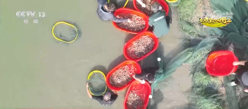 各地特色农产品产销两旺映出金秋好“丰”光(图8)