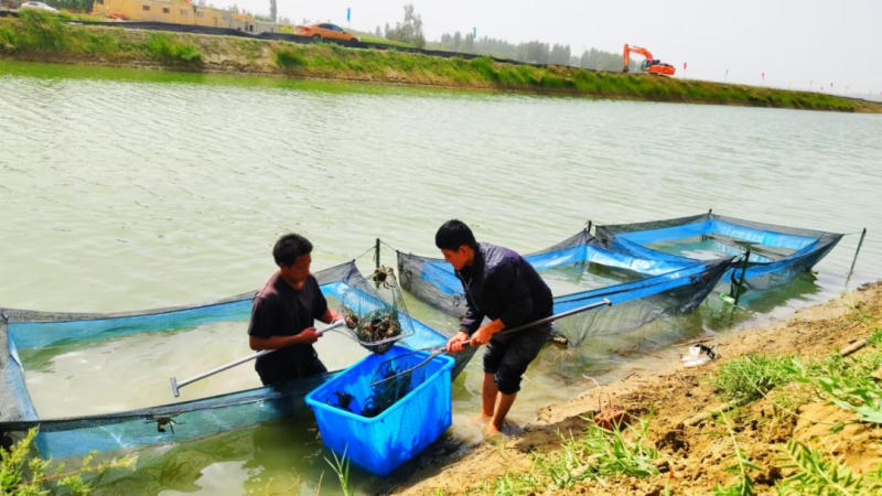 新杏彩体育“鲜”诱惑！螃蟹、南美白对虾、三文鱼是和田这个县产出的(图1)