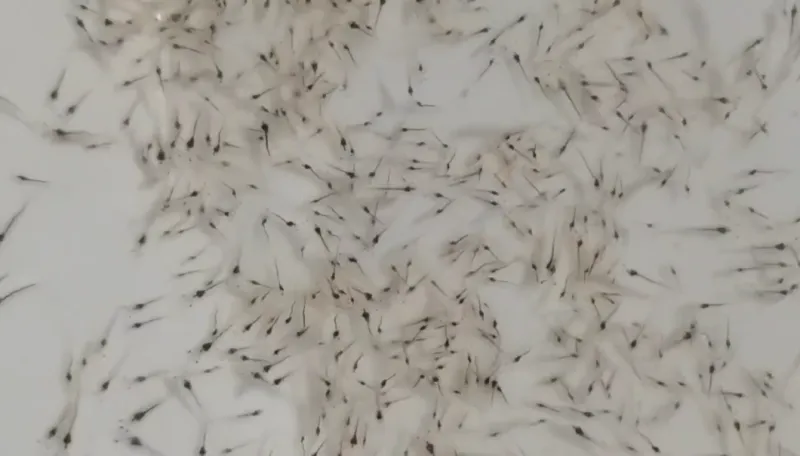 新杏彩体育“鲜”诱惑！螃蟹、南美白对虾、三文鱼是和田这个县产出的(图2)