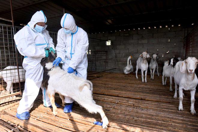 杏彩体育山亭区水泉镇畜禽防疫下乡来(图1)