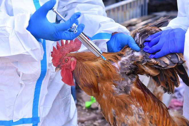 杏彩体育山亭区水泉镇畜禽防疫下乡来(图2)