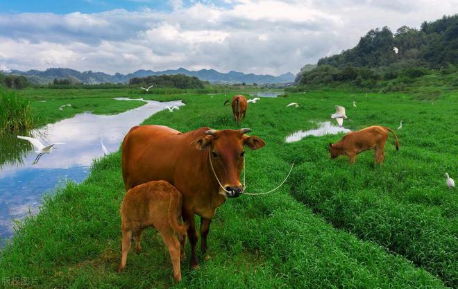 六畜家禽指的都有什么(图3)