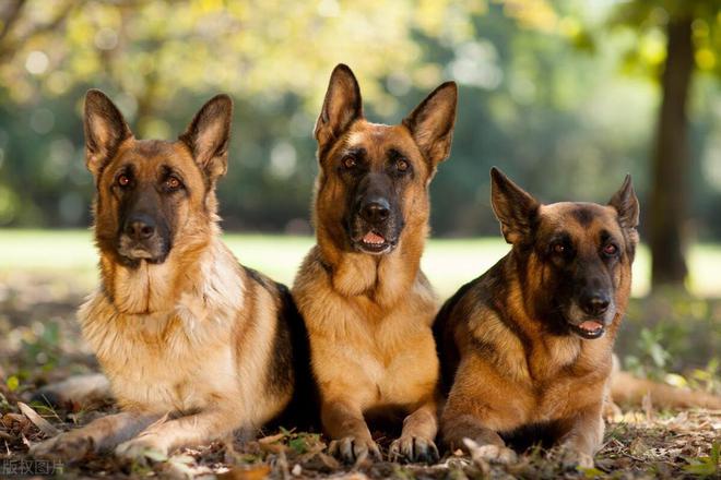 六畜家禽指的都有什么(图5)