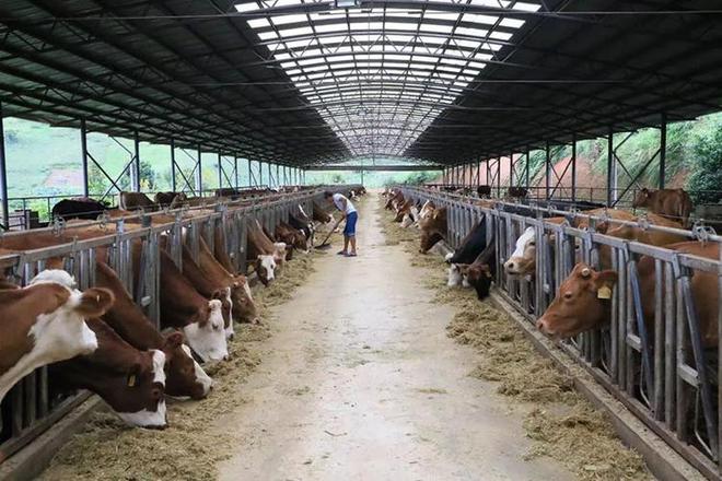 2024养殖业“崩塌”!牛羊猪、鸡鸭鹅全面亏损养殖户该咋办?(图5)