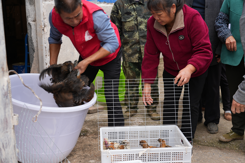 四川苍溪县发展山地乌鸡养殖壮大村集体经济(图1)