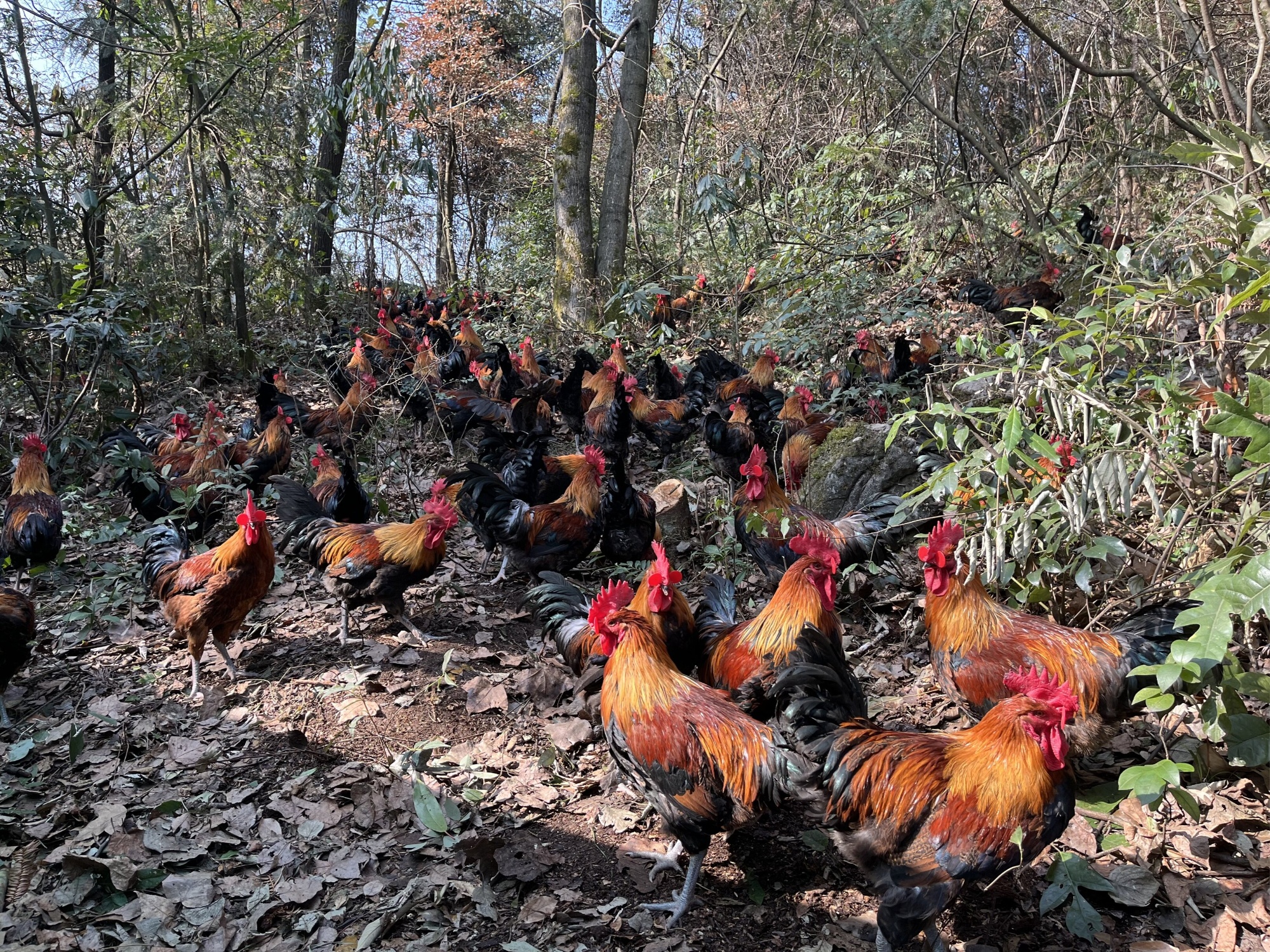 贵州务川：林下养殖开辟乡村振兴新“鸡”遇(图2)