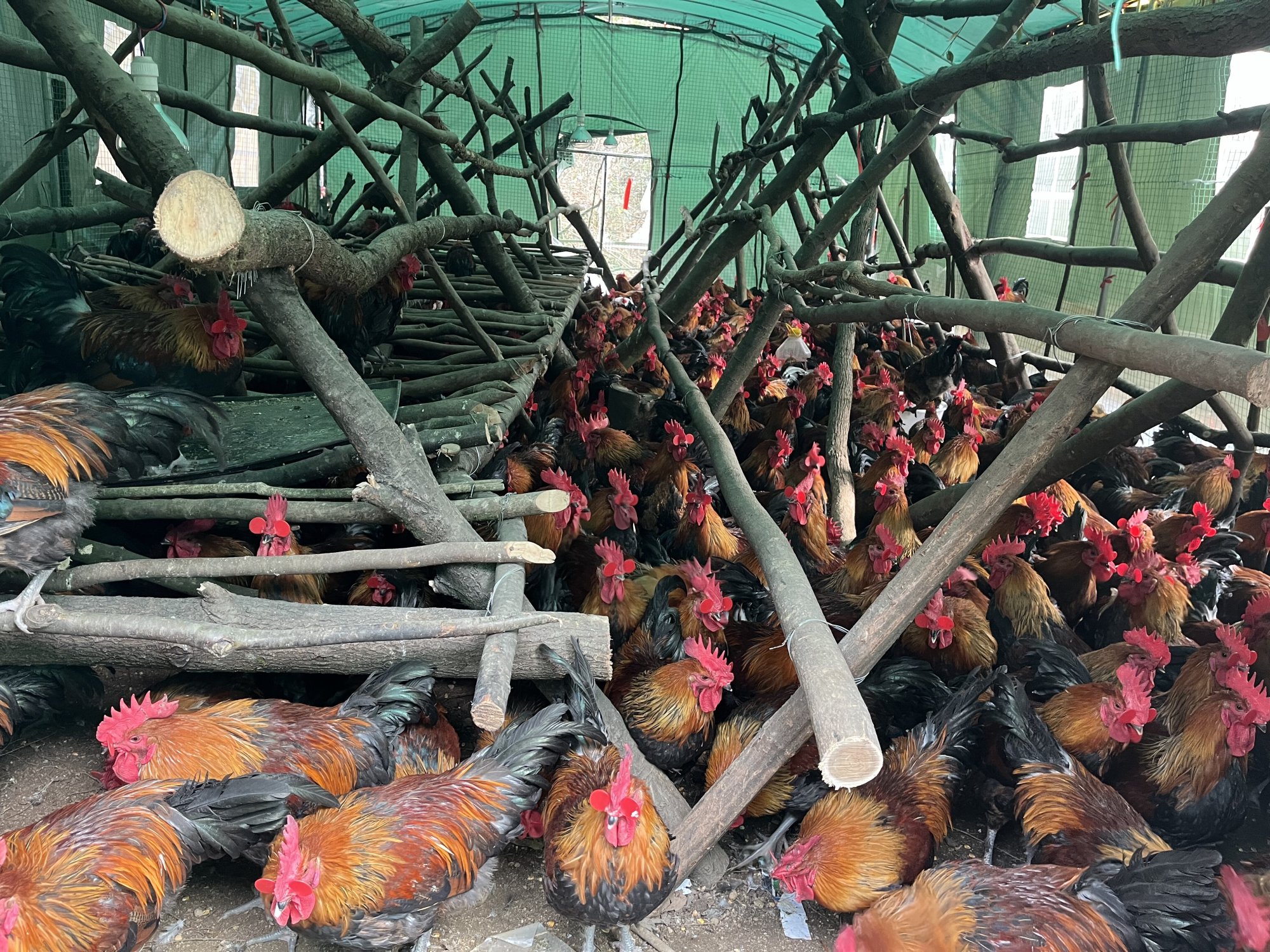 贵州务川：林下养殖开辟乡村振兴新“鸡”遇(图1)