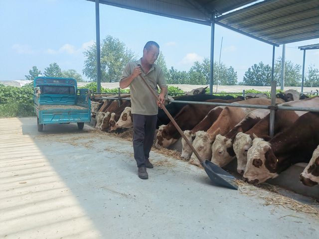 振兴“牛”产业过上“牛”日子——安徽宿州以肉牛养殖产业助推巩固拓展脱贫攻坚成果推进乡村振兴综述(图1)