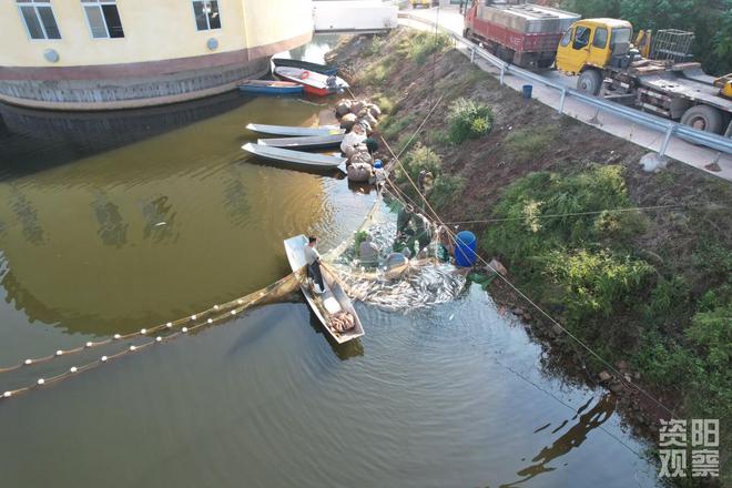 杏彩体育雁江“水库鱼”进入捕捞季生态渔业助增收(图2)