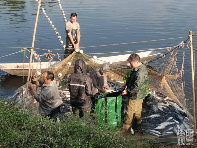 杏彩体育雁江“水库鱼”进入捕捞季生态渔业助增收(图1)