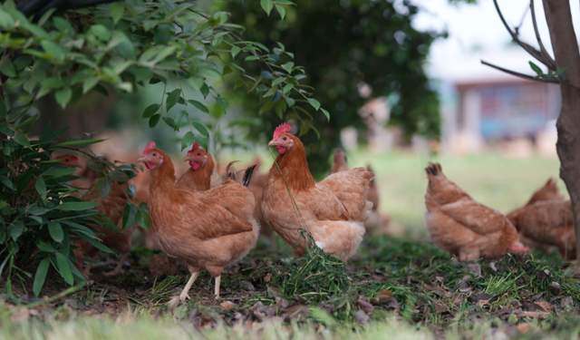抓住生态养殖新“鸡”遇绘就乡村振兴新画卷(图1)