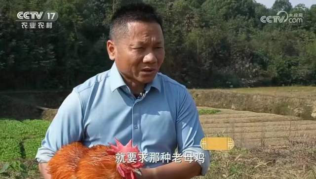 抓住生态养殖新“鸡”遇绘就乡村振兴新画卷(图3)