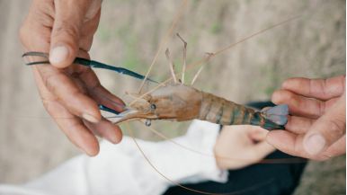 年亩产1300斤！酵母科技助力罗氏沼虾养殖(图2)