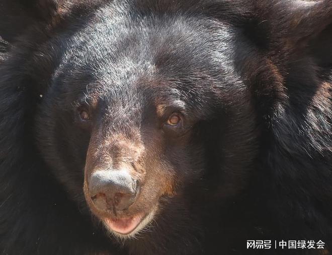 在东北野生黑熊一年四季都吃啥？杏彩体育平台志愿者巡护笔记(图1)