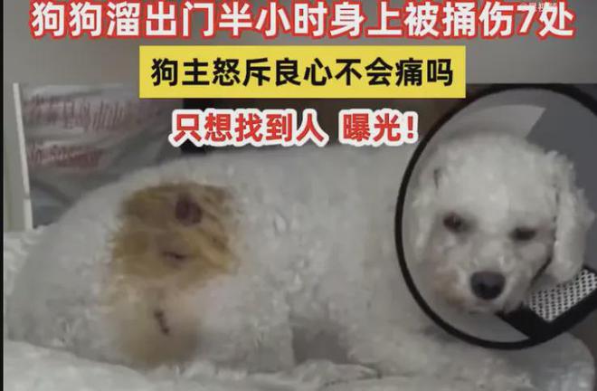 上海女子崩溃报警！小狗偷溜出门回家时浑身是伤竟被扎了7个血窟窿(图2)