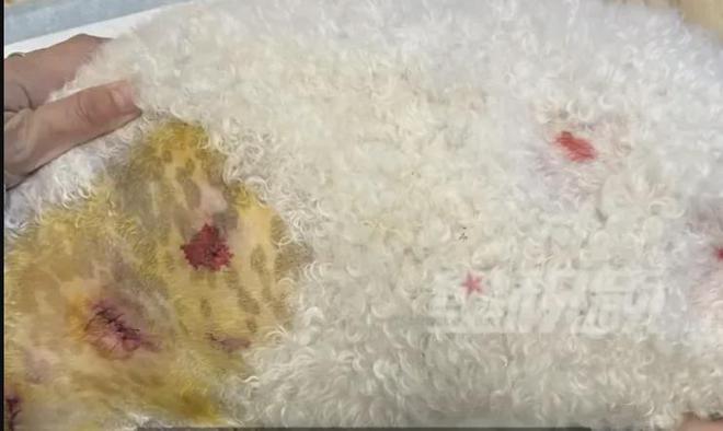 上海女子崩溃报警！小狗偷溜出门回家时浑身是伤竟被扎了7个血窟窿(图1)