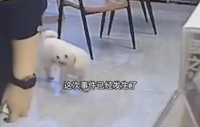 上海女子崩溃报警！小狗偷溜出门回家时浑身是伤竟被扎了7个血窟窿(图3)