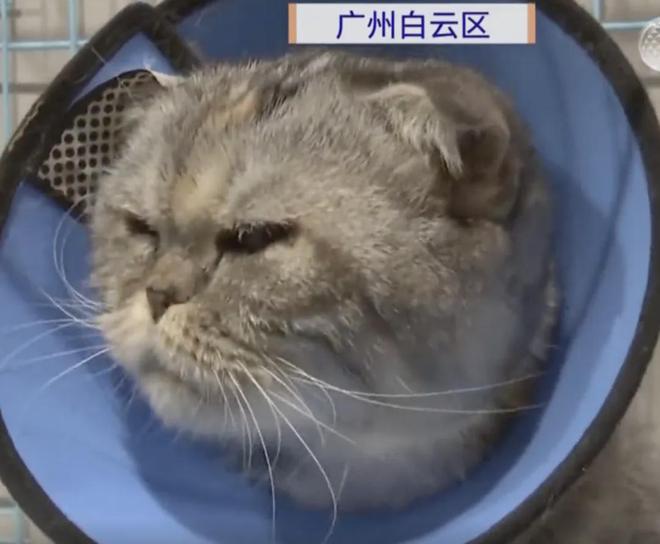 上海女子崩溃报警！小狗偷溜出门回家时浑身是伤竟被扎了7个血窟窿(图5)