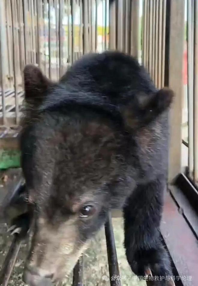 东北野生黑熊的四季食谱｜绿会志愿者杏彩体育观察(图1)