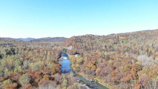 东北野生黑熊的四季食谱｜绿会志愿者杏彩体育观察(图2)