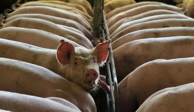 惨烈大洗牌！猪企2024年生猪出栏目标还在提升纷纷加码生猪养殖(图4)