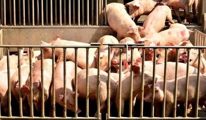 惨烈大洗牌！猪企2024年生猪出栏目标还在提升纷纷加码生猪养殖(图3)