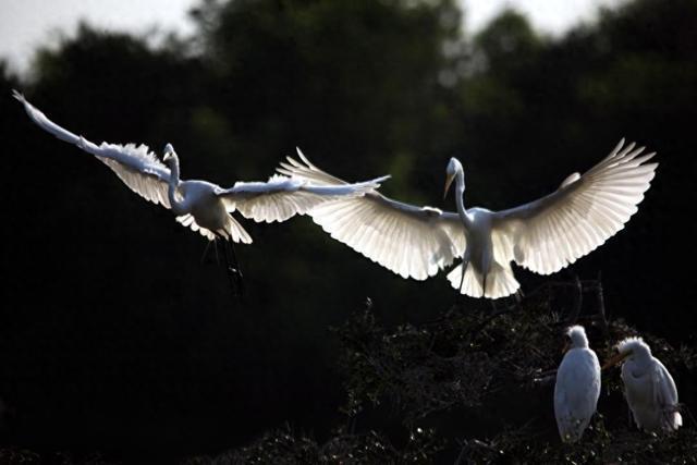 杏彩体育美国首次检测到猪感染H5N1型禽流感病毒(图1)